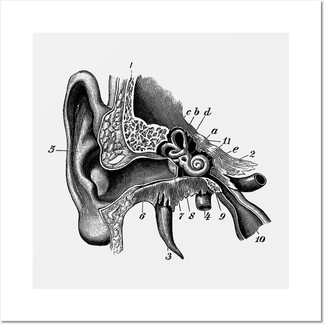 Inner Ear Anatomy Diagram Wall Art by Vintage Anatomy Prints